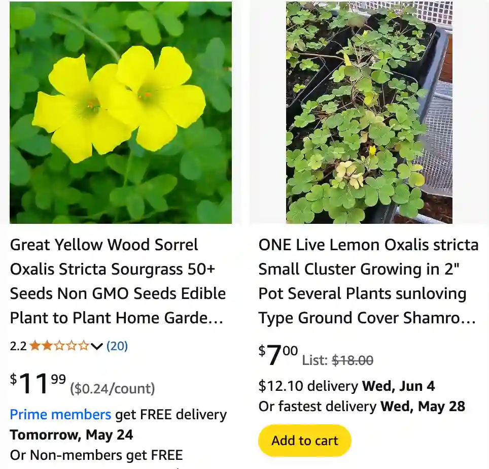 Oxalis Stricta 1 | Monsteraholic