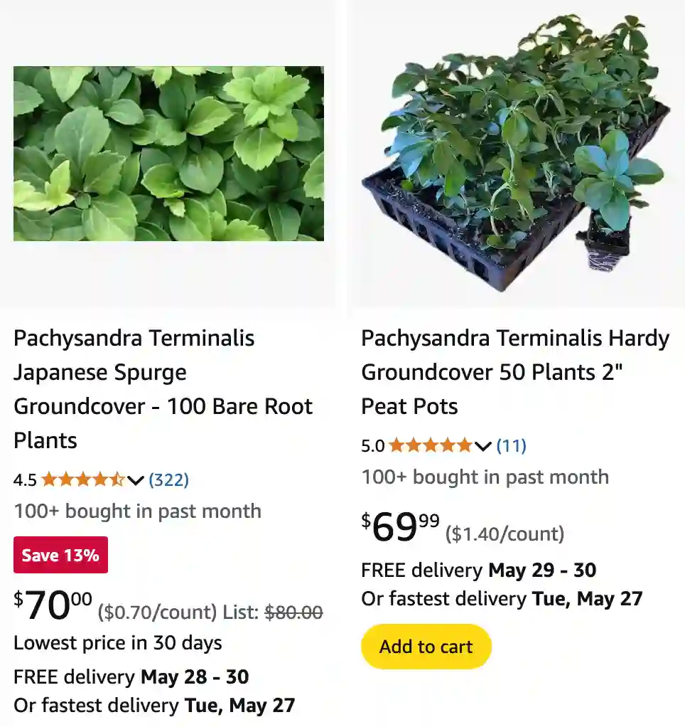 Pachysandra Terminalis 1 | Monsteraholic