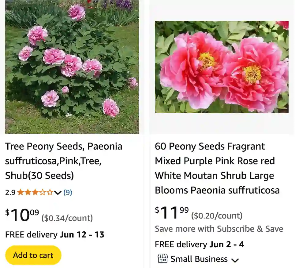 Paeonia Suffruticosa 1 Paeonia Suffruticosa 1 | Monsteraholic