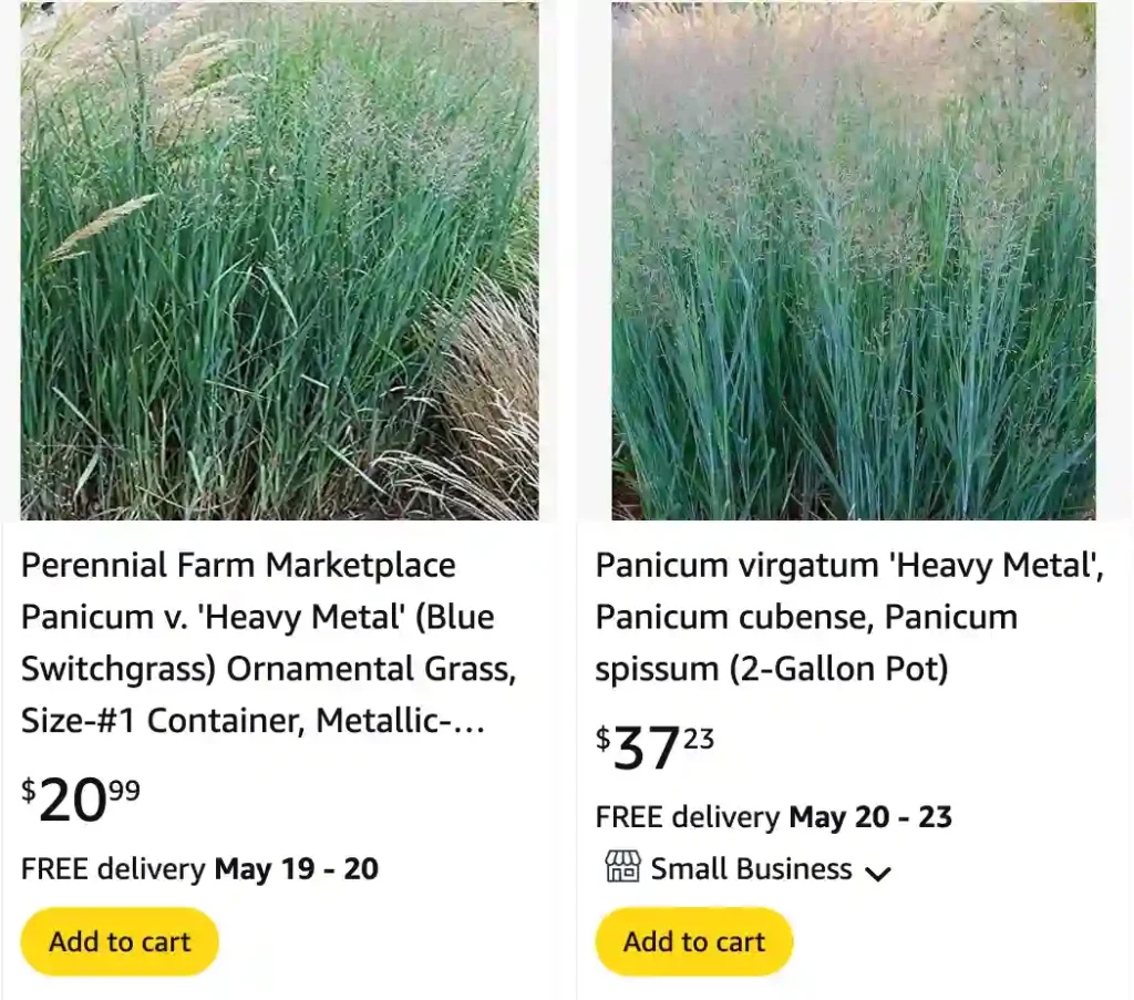 Panicum Heavy Metal Grass - Panicum Virgatum 'Heavy Metal' 1 Panicum Heavy Metal Grass | Monsteraholic