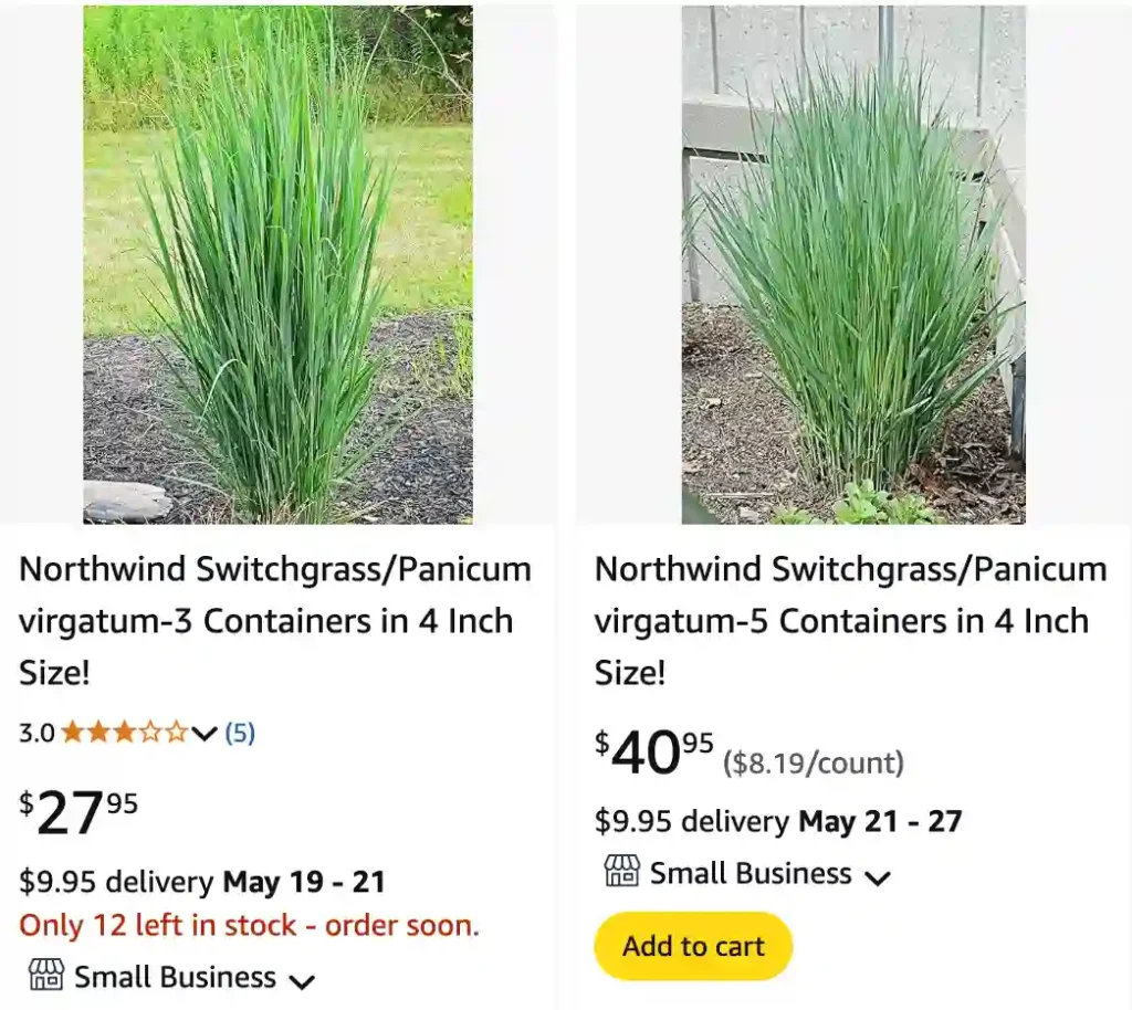 Panicum Virgatum Northwind Grass | Monsteraholic