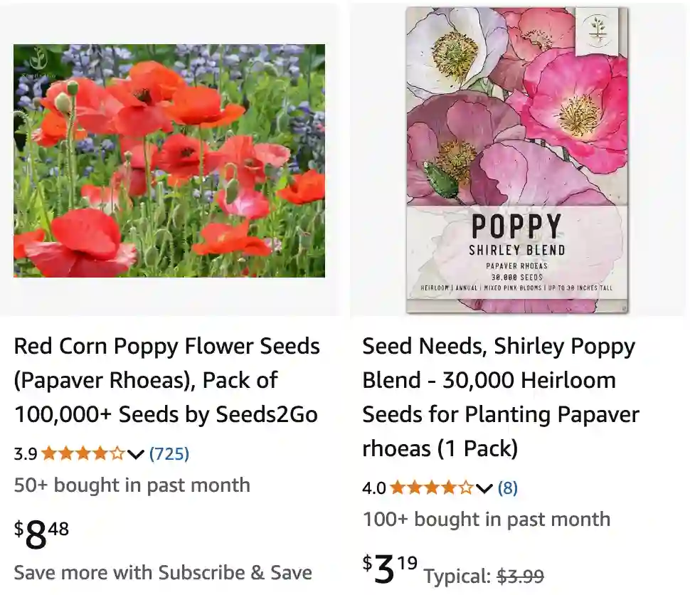 Papaver Rhoeas 1 | Monsteraholic