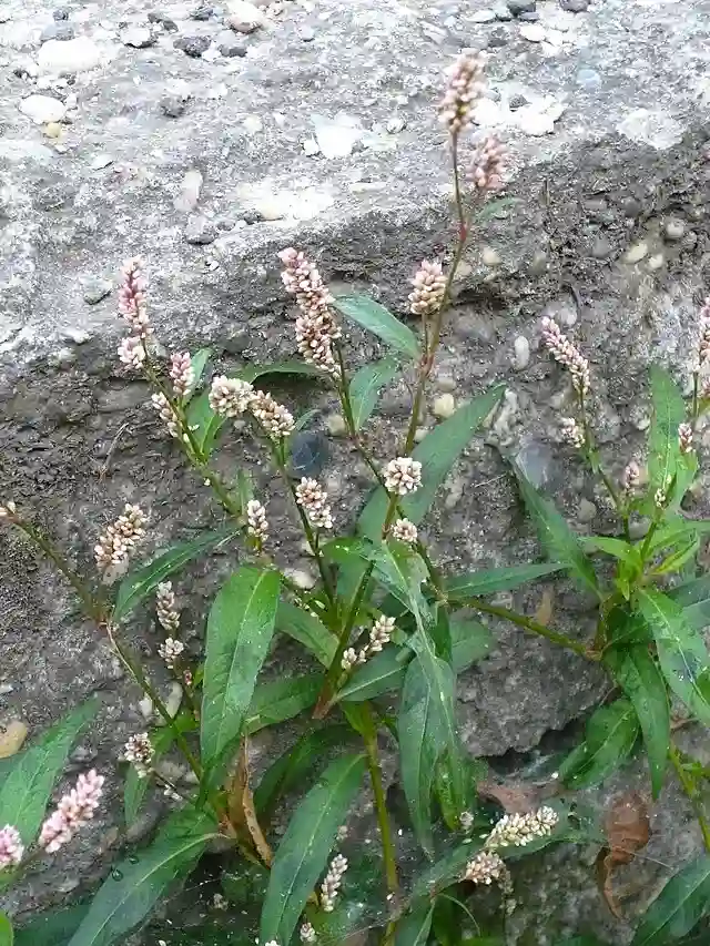 Persicaria Maculosa