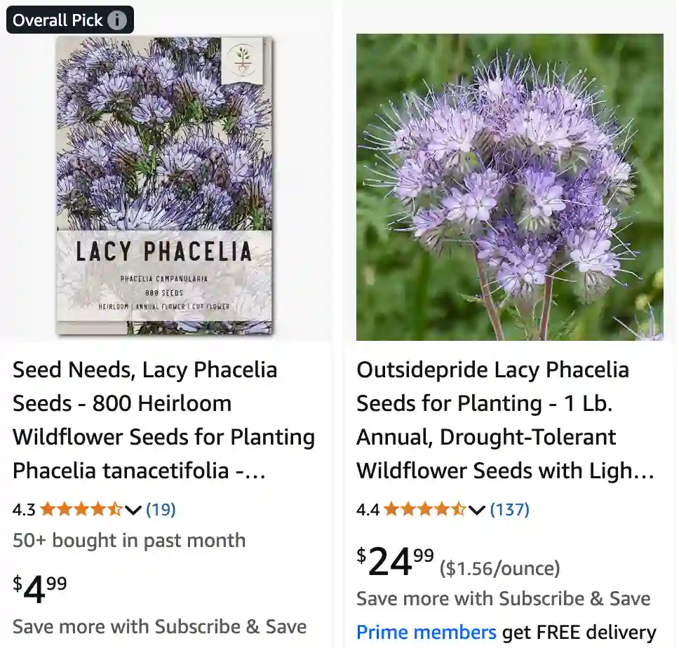 Phacelia Tanacetifolia - Lacy Phacelia - Purple Tansy 1 Phacelia Tanacetifolia 1 | Monsteraholic