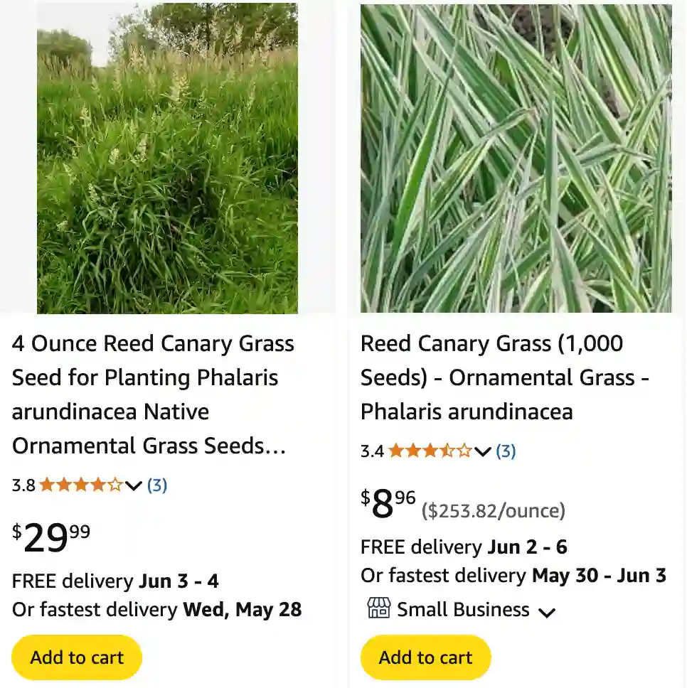 Phalaris Arundinacea 1 Phalaris Arundinacea 1 | Monsteraholic