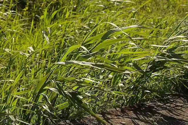Phragmites Australis