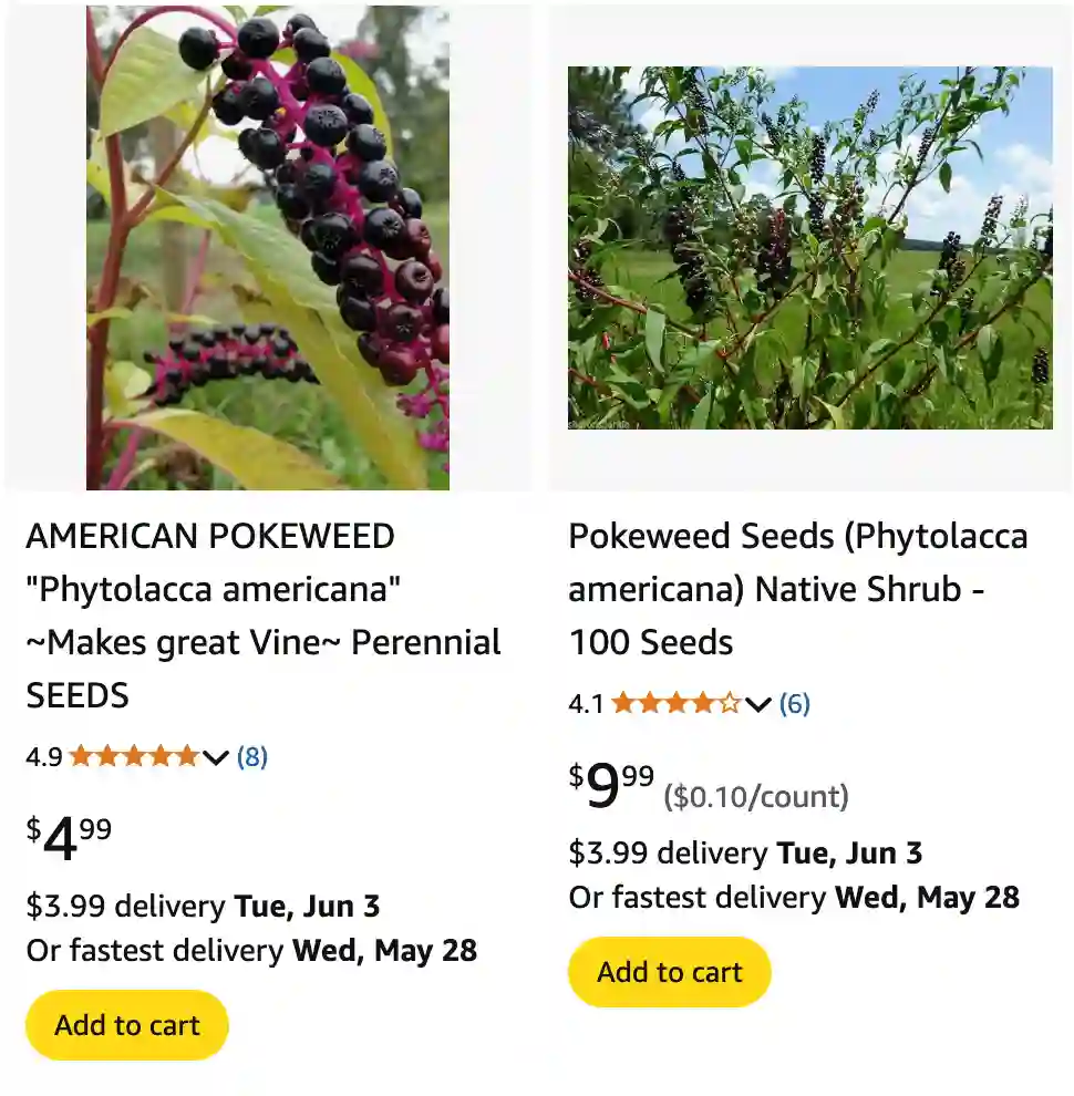 Phytolacca Americana 1 | Monsteraholic