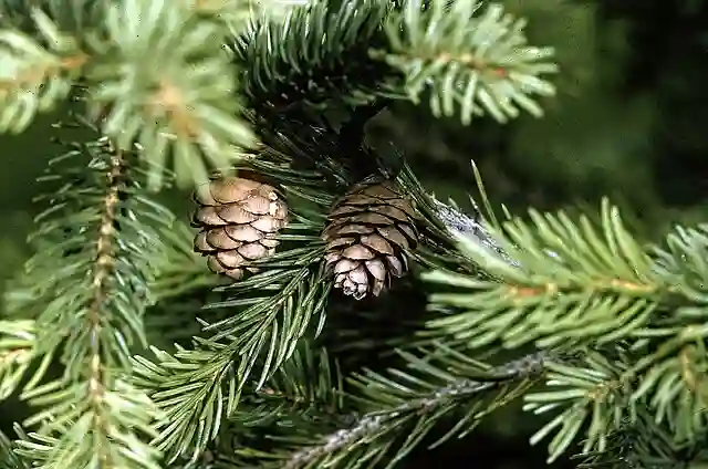 Picea Rubens