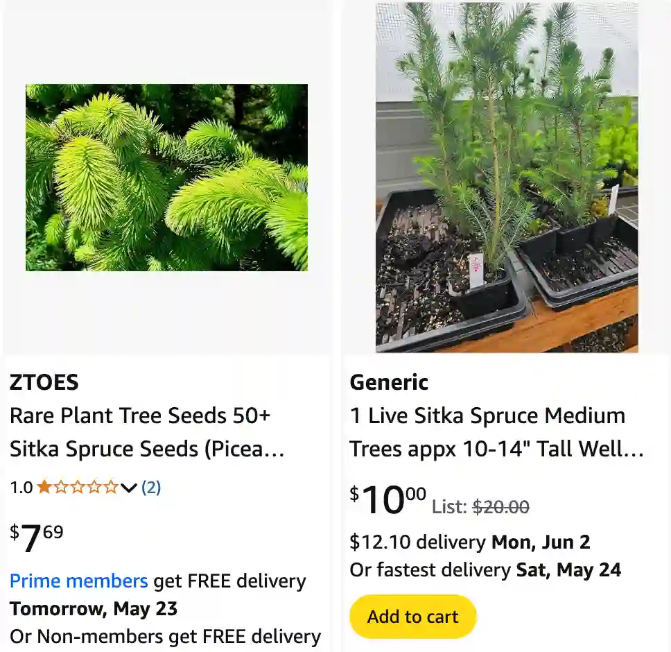 Picea Sitchensis 1 | Monsteraholic