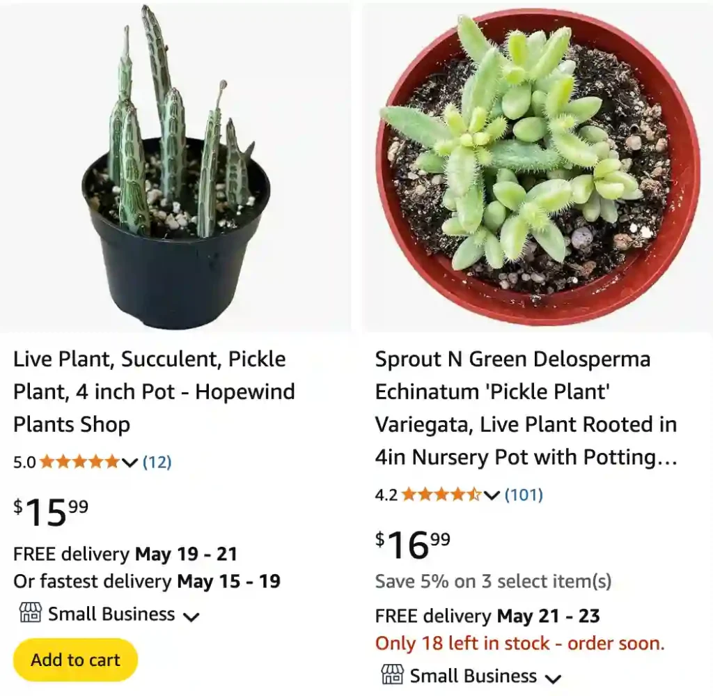 Pickle Plant Succulent 2 | Monsteraholic