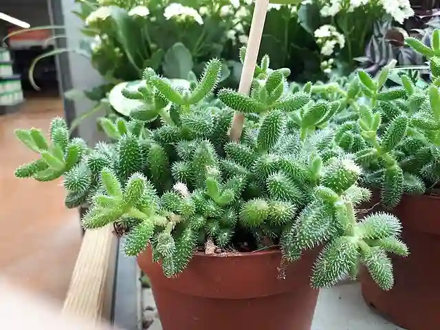 Pickle Plant Succulent