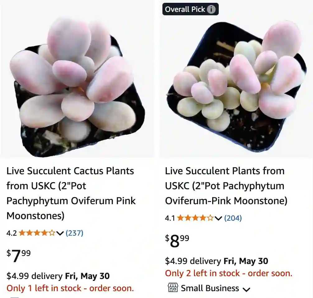 Pink Moonstone Succulent | Monsteraholic