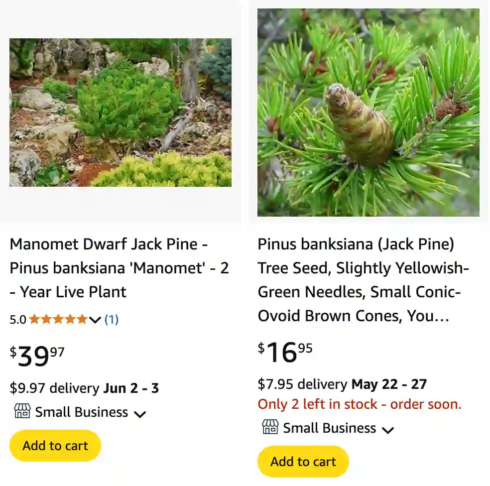 Pinus Banksiana - Jack Pine 1 Pinus Banksiana 1 | Monsteraholic