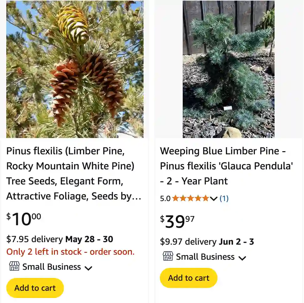 Pinus Flexilis 1 | Monsteraholic