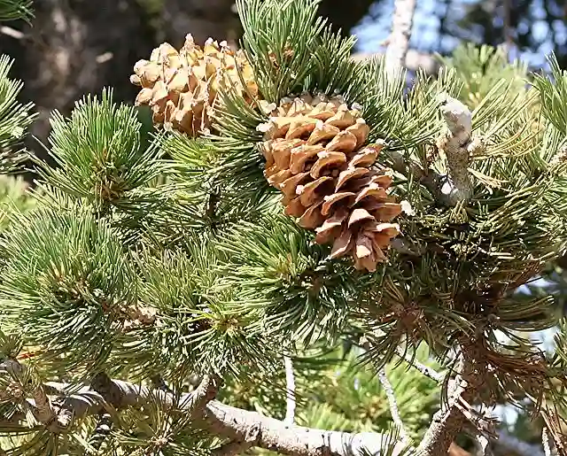 Pinus Flexilis