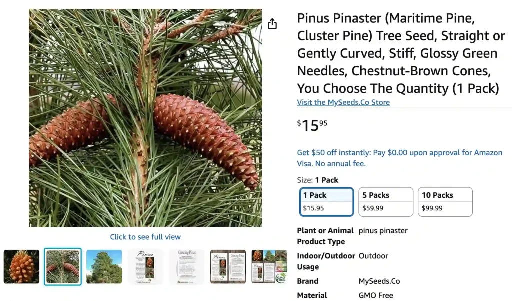 Pinus Pinaster 1 | Monsteraholic
