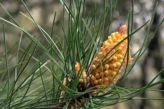 Pinus Pinaster