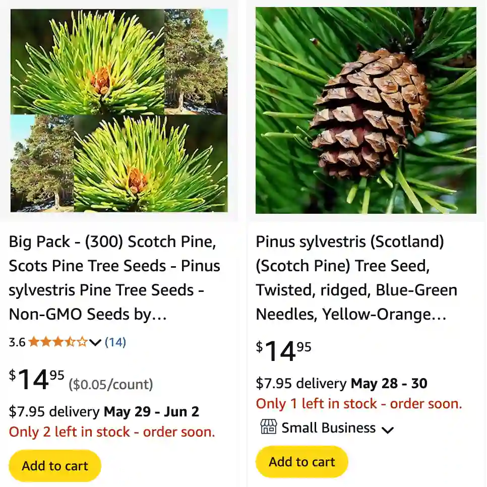 Pinus Sylvestris 1 | Monsteraholic