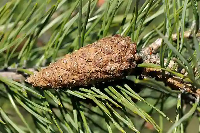 Pinus Sylvestris