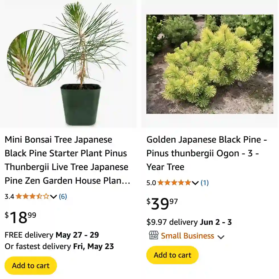 Pinus Thunbergii 1 | Monsteraholic