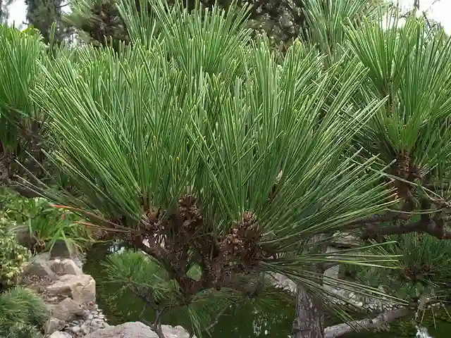 Pinus Thunbergii