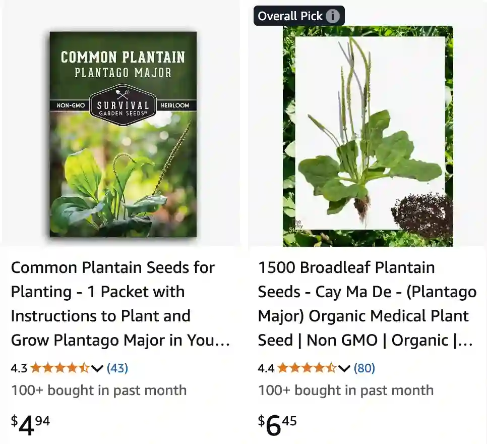 Plantago Major 1 | Monsteraholic