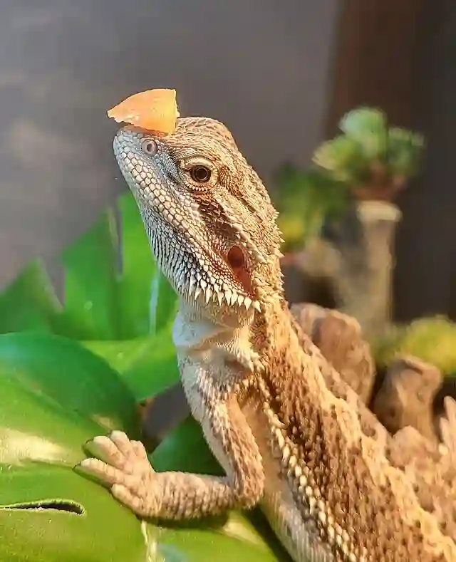 Plants Safe For Bearded Dragons