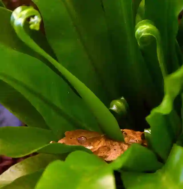 Plants Safe for Crested Geckos 2 Plants Safe for Crested Geckos