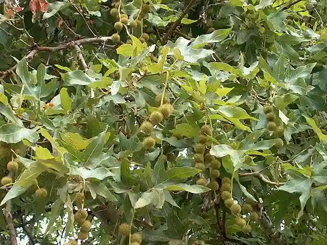 Platanus Racemosa