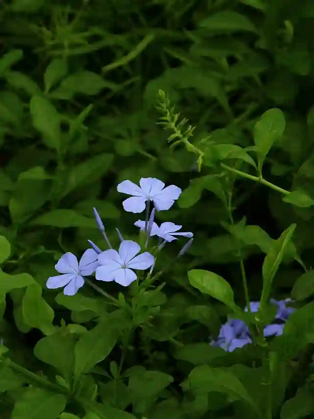 Plumbago Auriculata