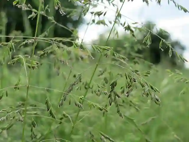 Poa Trivialis