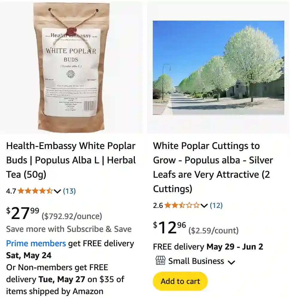 Populus Alba 1 | Monsteraholic