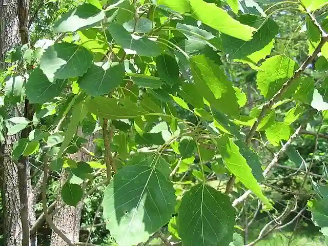 Populus Grandidentata