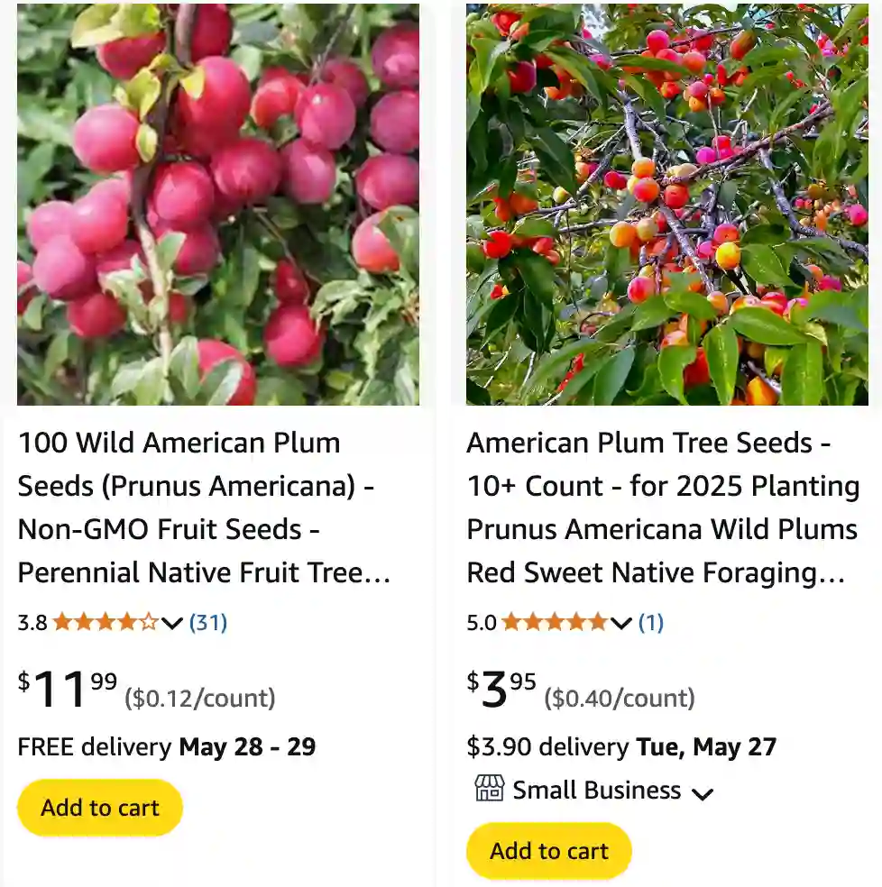 Prunus Americana 1 | Monsteraholic