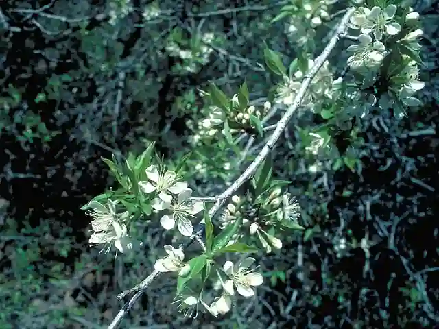 Prunus Pensylvanica
