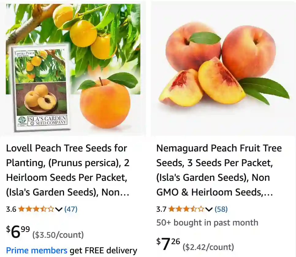 Prunus Persica 1 | Monsteraholic