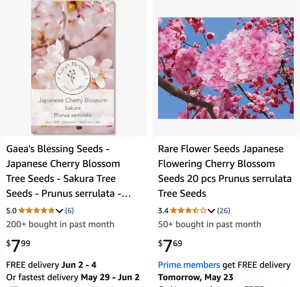 Prunus Serrulata 1 | Monsteraholic