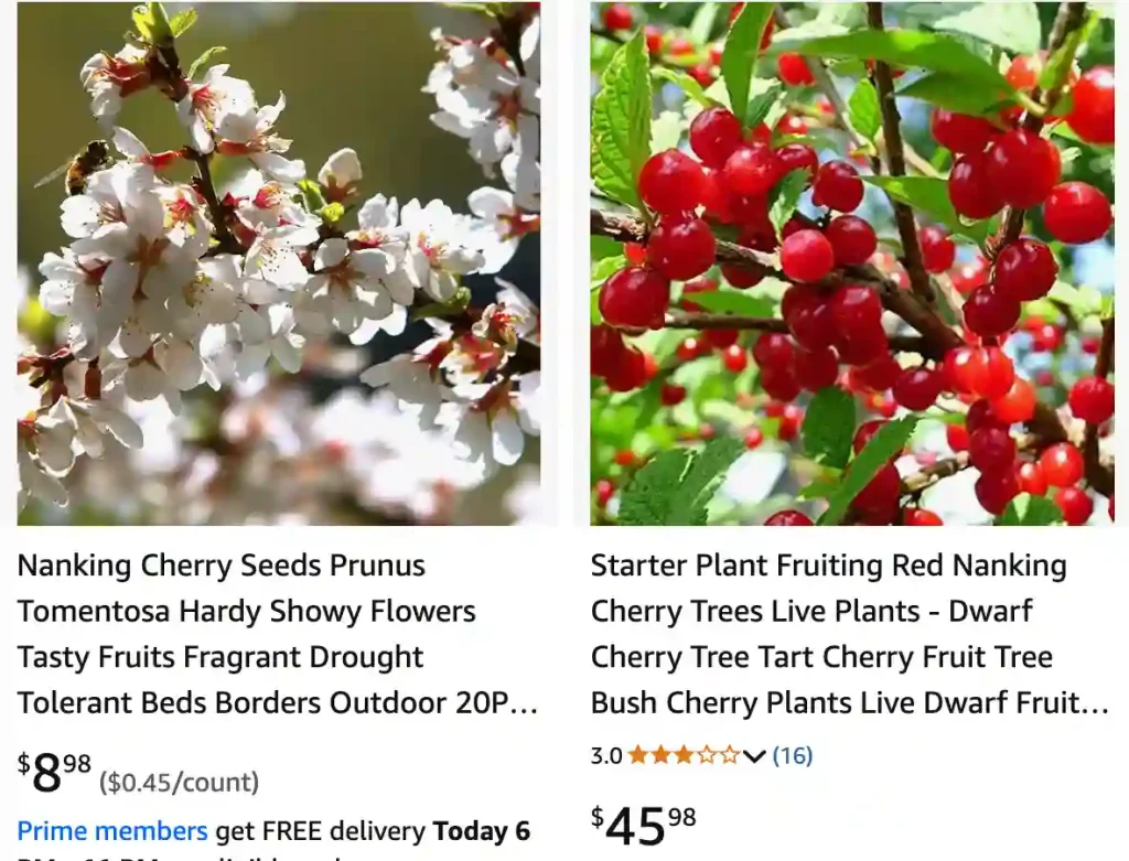 Prunus Tomentosa - Nanking Cherry 1 Prunus Tomentosa 1 | Monsteraholic