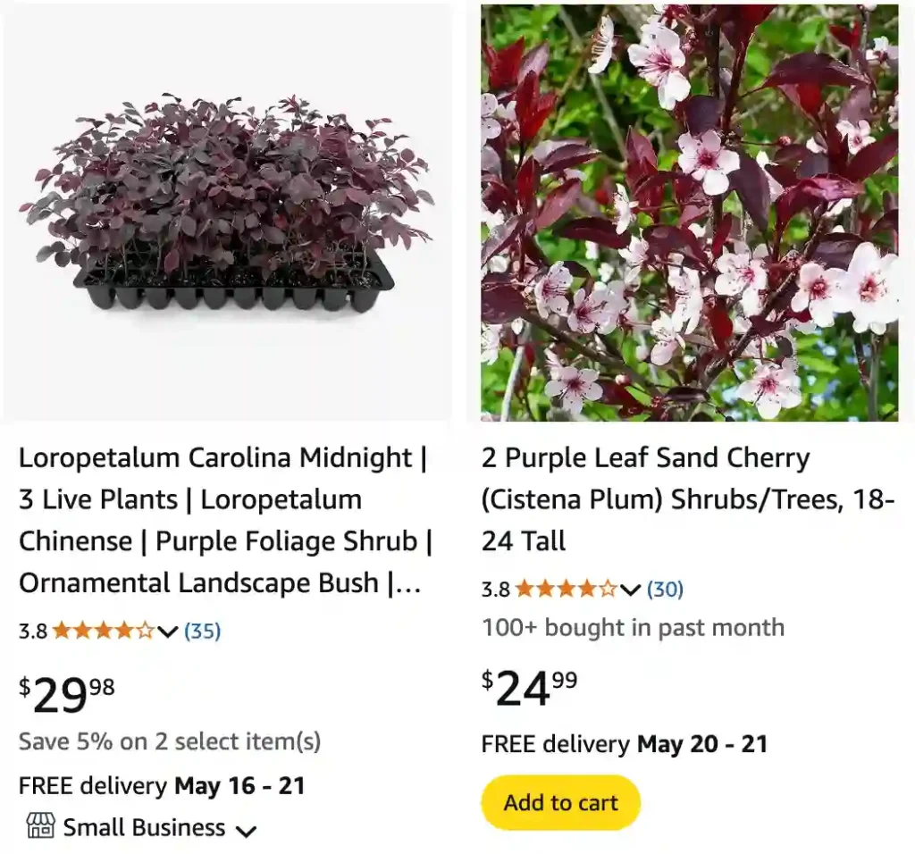 Purple Color Shrubs | Monsteraholic