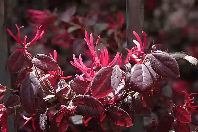Purple Color Shrubs