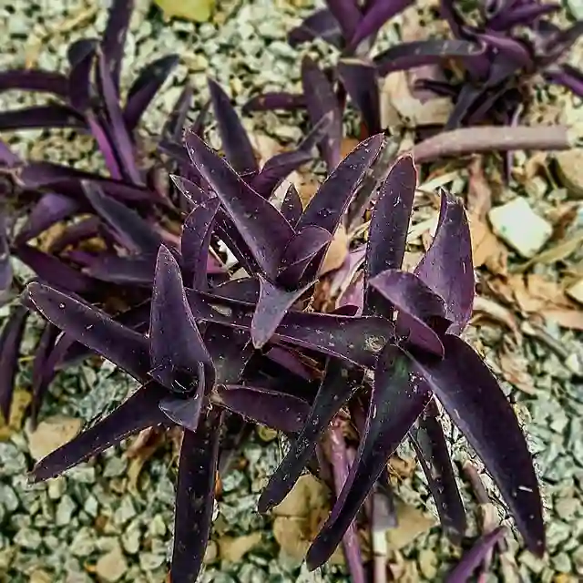 Purple Tropical Plant