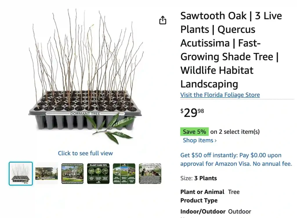 Quercus Acutissima 1 | Monsteraholic