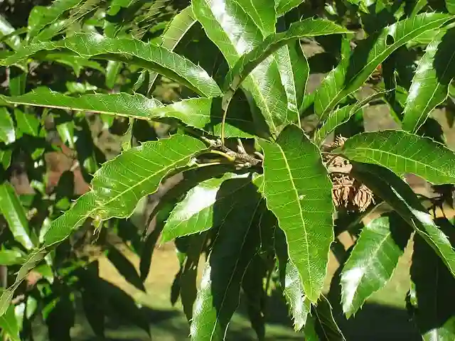 Quercus Acutissima