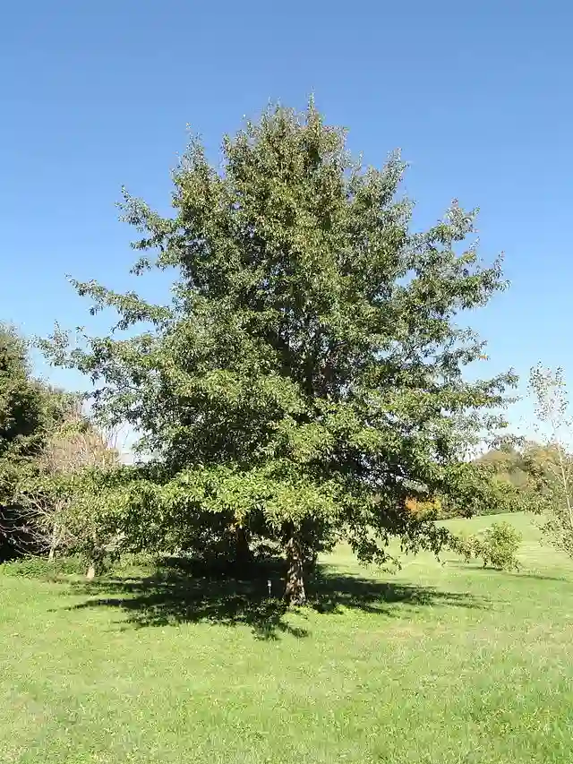 Quercus Imbricaria