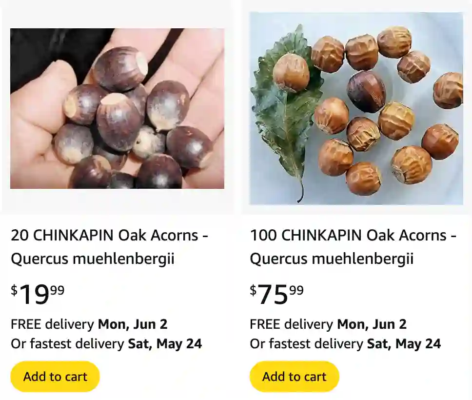 Quercus Muehlenbergii 1 | Monsteraholic