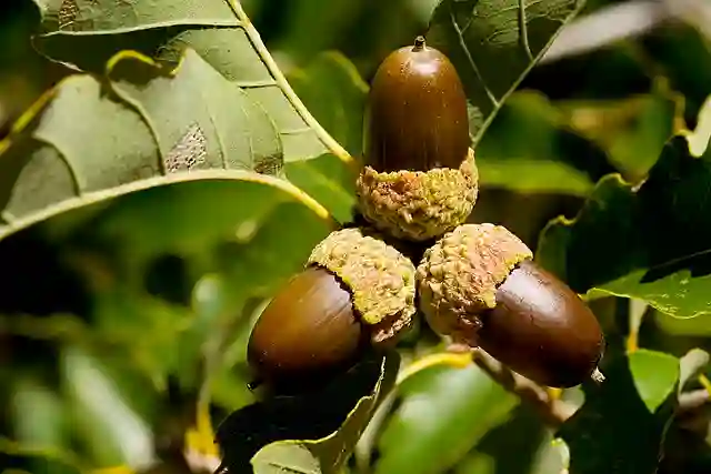 Quercus Muehlenbergii - Chinkapin Oak 1 Quercus Muehlenbergii