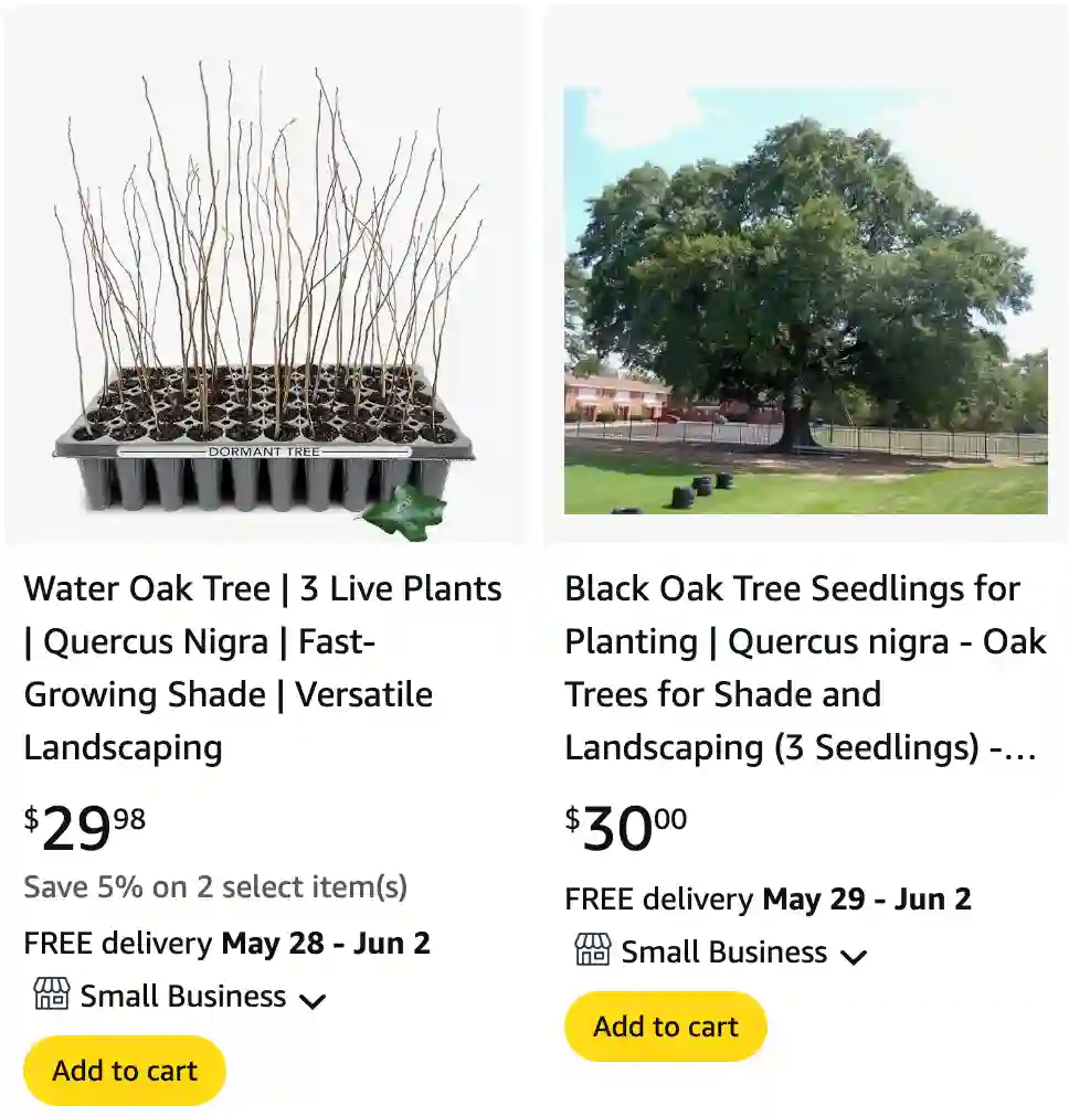 Quercus Nigra 1 | Monsteraholic