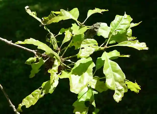 Quercus Prinoides