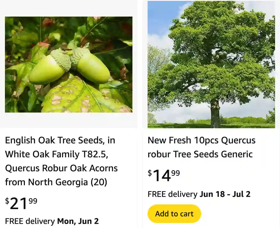 Quercus Robur - English Oak - Pedunculate Oak 1 Quercus Robur 1 | Monsteraholic