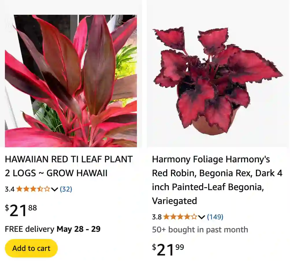 Red Leaf Perennial Plants 2 | Monsteraholic